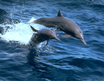 ischia-delfini